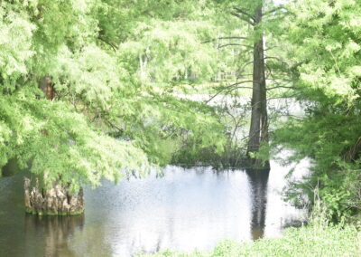 Photo of the bayou